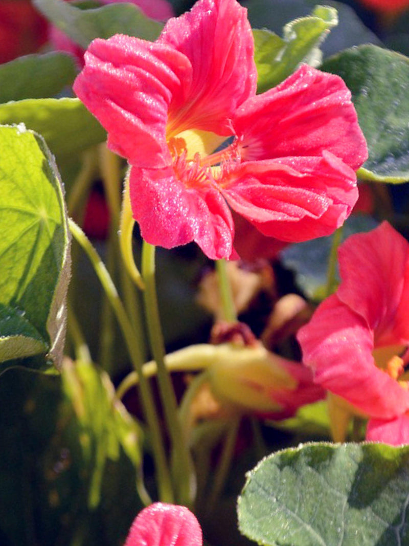 10+ PINK NASTERIUM SEEDS -  Cherry Rose Jewel Nasterium Flowers / Whirlybird Nasterium Flower / Tropaeolum majus / Trap Crop in Garden flower spore