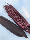 15 Ruby Red Corn seeds- coloured corn- Heirloom Variety Non GMO - Edible seeds bulk