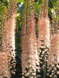Eremurus Desert Candle Seeds, Salmon Pink Foxtail Lily, 10 Seeds seeds bulk