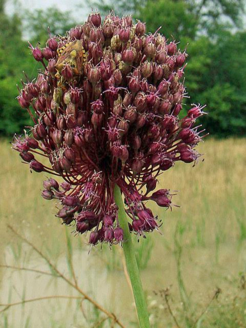 Allium atroviolaceum | Dark Purple Onion | 10 Seeds flower spore