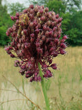 Allium atroviolaceum | Dark Purple Onion | 10 Seeds flower spore