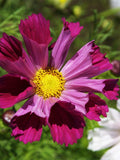 25 Seashells Mix Cosmos Seeds, Cosmos bipinnatus, Annual Cut Flowers,  3 - 5 Feet flower seeds