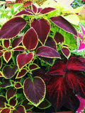 Coleus Rainbow Mix Seed, Coleus Blumei, Patio Plant, 40 Seeds seeds bulk