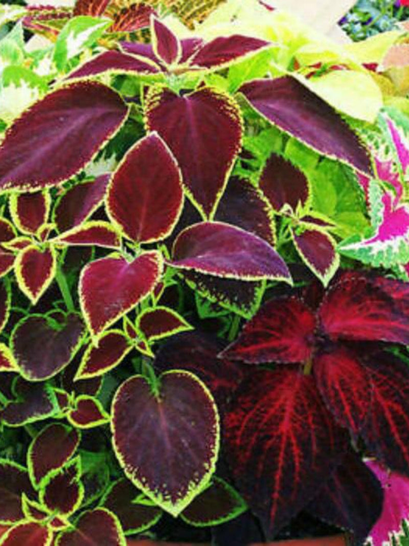 40+ Container Garden Plant Rainbow Mix Seed / Patio Plant / (W57) F seeds bulk