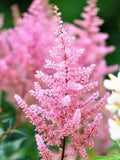 Astilbe Mix Seeds - Bunter Zauber, Arendsii-Hybr, False Buck's Beard, 50 Seeds seeds bulk