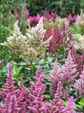Astilbe - Bunter Zauber Mix Seeds, Arendsii-Hybr, False Buck's Beard, 50 Seeds seeds bulk