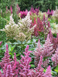 Astilbe - Bunter Zauber Mix Seeds, Arendsii-Hybr, False Buck's Beard, 50 Seeds flower seeds