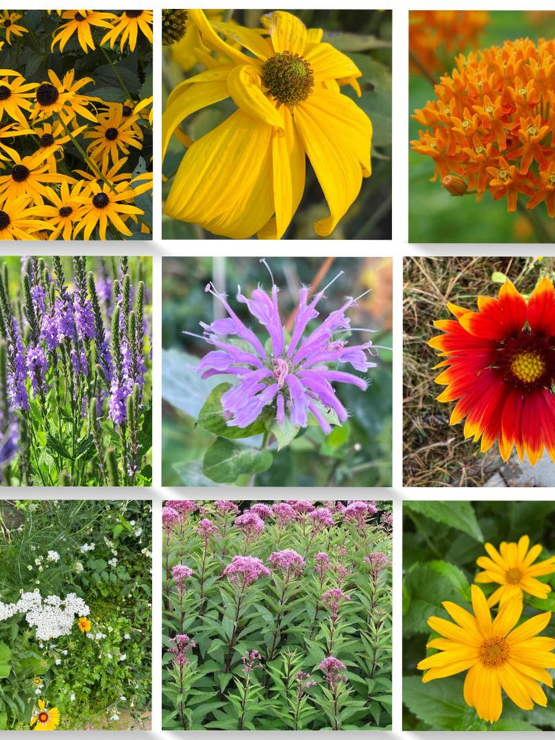 Canadian Native Wildflower Seed Collection - Pollinator-Friendly Perennials - 9 individual packets flower seeds