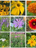 Canadian Native Wildflower Seed Collection - Pollinator-Friendly Perennials - 9 individual packets flower seeds