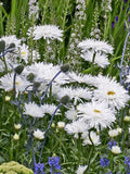 Snowdrift Shasta Daisy Seeds, Double White Perennial Flowers, 25 Seeds flower seeds