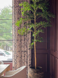 Faux Black Olive Tree, Shady Lady Tree, Olive Tree, Bucida Buceras Tree faux plants