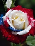 20pcs Rare Three-Color Rose Seeds for Home Potted Garden Vibrant Elegance Blooms(#0883) flower seeds