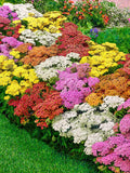 Yarrow Flower Seeds, Mixed Colors, Perennial, Organic, Non GMO, 1000+ flower seeds