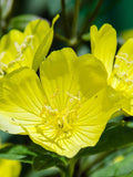 50+ Common Evening Primrose Seeds  - EVENING STAR / Sundrop / German Rampion / Hog Weed / Kings Cure All / Fever Plant - Native Wildflower flower spore