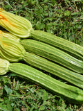 Long Florentine Zucchini Ð 30 Seeds Ð Elongated Fruit, Delicate Flavor, Highly Productive, Ideal for Home Gardening, Non-GMO flower spore