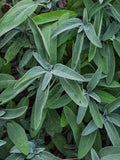 Sage Seed Pack - Salvia officinalis Heirloom Herb Seeds seeds bulk