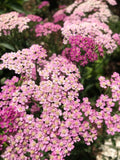 100+ Siberian Pink Yarrow 'Love Parade' Seeds  ACHILLEA  seed  Cottage Garden Flower  English Garden Fall Sowing - Perennial flower seeds