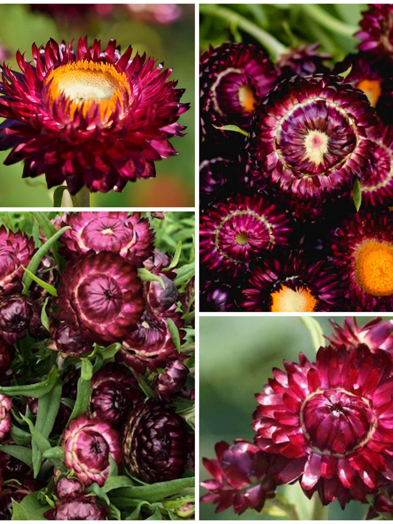 30+ Swiss Giant Burgundy Strawflower Seeds - Dark Burgundy with Double Form Blooms / Helichrysum / EVERLASTING FLOWER /  Cut Flower Garden flower seeds