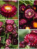 30+ Swiss Giant Burgundy Strawflower Seeds - Dark Burgundy with Double Form Blooms / Helichrysum / EVERLASTING FLOWER /  Cut Flower Garden flower seeds