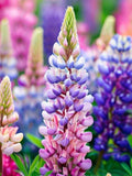 15 best Lupin Russell Strain blended mix Seeds---Flower seeds--Plant seeds--Gardening--Seeds--Gift flower seeds