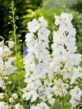 50 seeds Organic Rittersporn CAMELIARD Pacific Giant Perennial Summer White Flower Cut Flower Perennial flower seeds