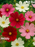 Flowe Cosmos Sensation mix - 370 seeds Cosmos Bipinnatus flower seeds