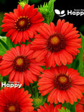 BLANKET Flower - Burgundy - 40 SEEDS - Gaillardia aristata RARE Perennial Flower sympathy flower