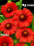 BLANKET Flower - Burgundy - 40 SEEDS - Gaillardia aristata RARE Perennial Flower flower seeds