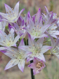 Allium fimbriatum var. purdyi | Purdy's Fringed Onion | 10 Seeds flower spore