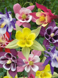 McKanaÕs Giant Mix, Aquilegia hybrida, Woodland Garden, 50 Seeds flower seeds