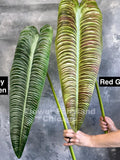 Faux King Anthurium Veitchii - Traveler's Palm - Banana Leaf - Artificial Plant - Multi Colors faux plants