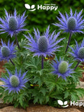 ALPINE SEA HOLLY - 70 seeds - Eryngium Alpinum - Alpine perennial flower seeds bulk