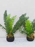 Artificial Fern Moss Ball with Roots, Kokedama Fern, Artificial Root Plants, Home  Decoration, Indoor Decor, Fern Arrangement, Lifelike Fern faux plants