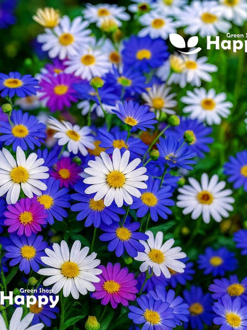 SWAN RIVER DAISY Mix - 5000 seeds - Brachyscome iberidifolia - Annual flower flower seeds