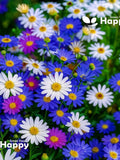 SWAN RIVER DAISY Mix - 5000 seeds - Brachyscome iberidifolia - Annual flower flower seeds
