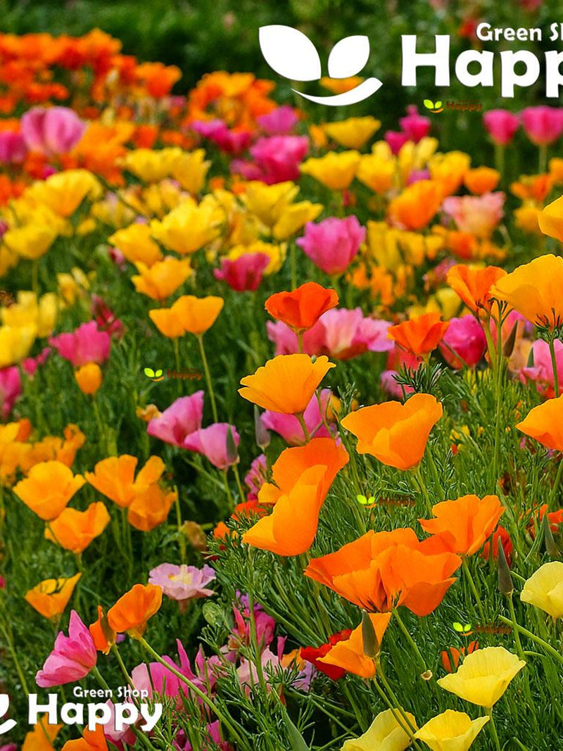 CALIFORNIA POPPY MIX - 2200 seeds - Eschscholzia californica - annual meadow flower flower seeds