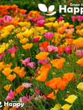 CALIFORNIA POPPY MIX - 2200 seeds - Eschscholzia californica - annual meadow flower flower seeds