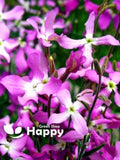 Night scented stock - Matthiola bicornis - 5 000 seeds - 6.5 gram - scented flower FLOWER DELIVERY