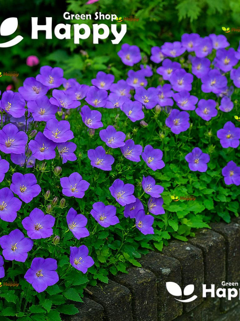 Tussock Bellflower blue - 5400 seeds - Perennial flower - rockery alpines flower - Campanula carpatica - carpathian bellflower flower seeds