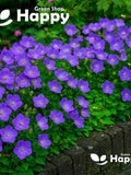 Tussock Bellflower blue - 5400 seeds - Perennial flower - rockery alpines flower - Campanula carpatica - carpathian bellflower flower seeds