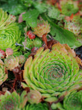 Hens and Chicks Mixed Succulent Seed Pack - Sempervivum species mix seeds bulk