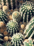 Cactus Mix Seeds - Houseplant seeds seeds bulk