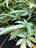Tropical Fern Spores Bundle: Kimberly Queen, Silver Lace, Spider Brake flower spore