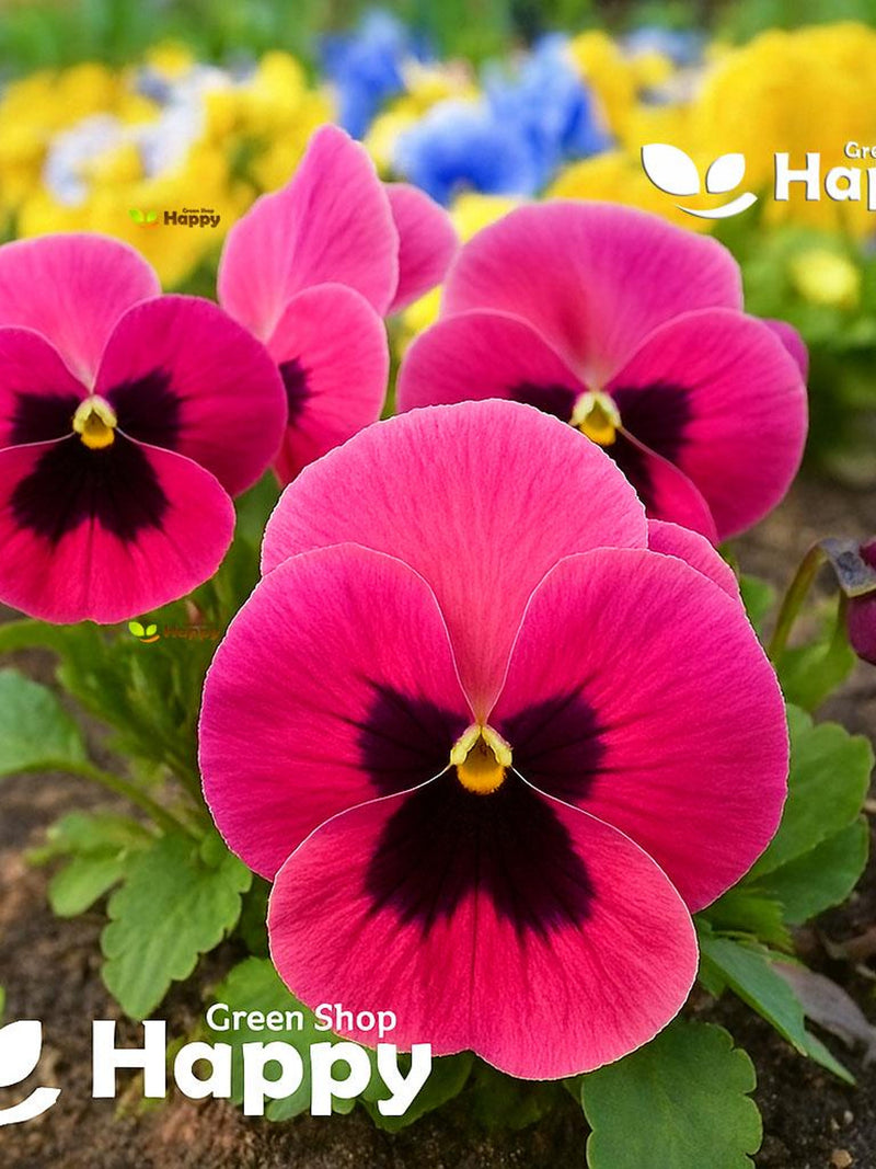 PANSY PINK swiss giant - 170 seeds - Biennial Flower - Viola wittrockiana flower seeds