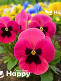 PANSY PINK swiss giant - 170 seeds - Biennial Flower - Viola wittrockiana flower seeds