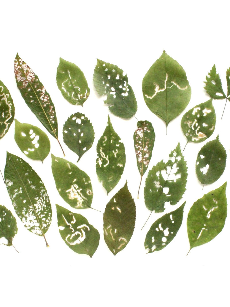 25 Unique pressed leaves - Set of leaves partialy eaten by insects - Leaf miner design flower spore