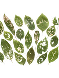 25 Unique pressed leaves - Set of leaves partialy eaten by insects - Leaf miner design flower spore