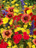 1000 Perennial Wildflower Seed Mix: Pollinator Garden, Attracts Bees & Butterflies seeds bulk