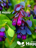 Honeywort - 35 SEEDS - Cerinthe Major Purpurascens - Blue tubular flowers flower seeds
