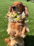 100% Custom Dog/Cat Wedding Flower Wreath | Dog/Cat Wedding Attire | Pet Flower Collar | Faux Flowers | Tie Ribbon | Engagement,Wedding,etc. wedding flower